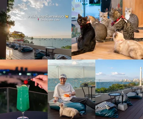ภาพรีวิว Cat Sky Bar Cafe • พัทยา