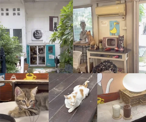 ภาพรีวิว CatNip Cafe • สาทร