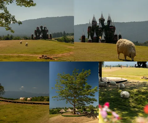 ภาพรวม 5 ภาพจากรีวิว K Hmong Alpaca • เขาใหญ่ โดย @1.dayz
