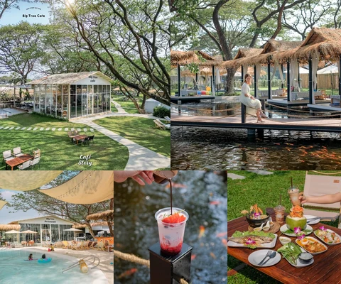 ภาพรีวิว The Big Tree Café