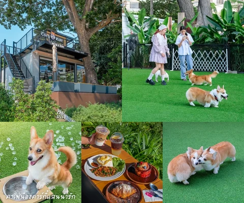 ภาพรีวิว Corg & Koff