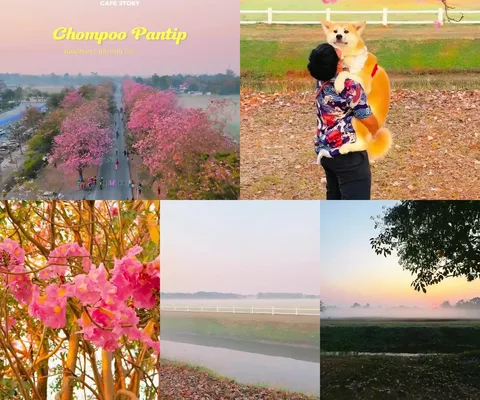 ภาพรีวิว ชมพูพันธุ์ทิพย์ • เกษตรศาสตร์ กำแพงแสน