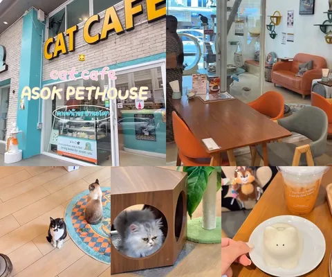 ภาพรีวิว Asok Pethouse Cat Cafe